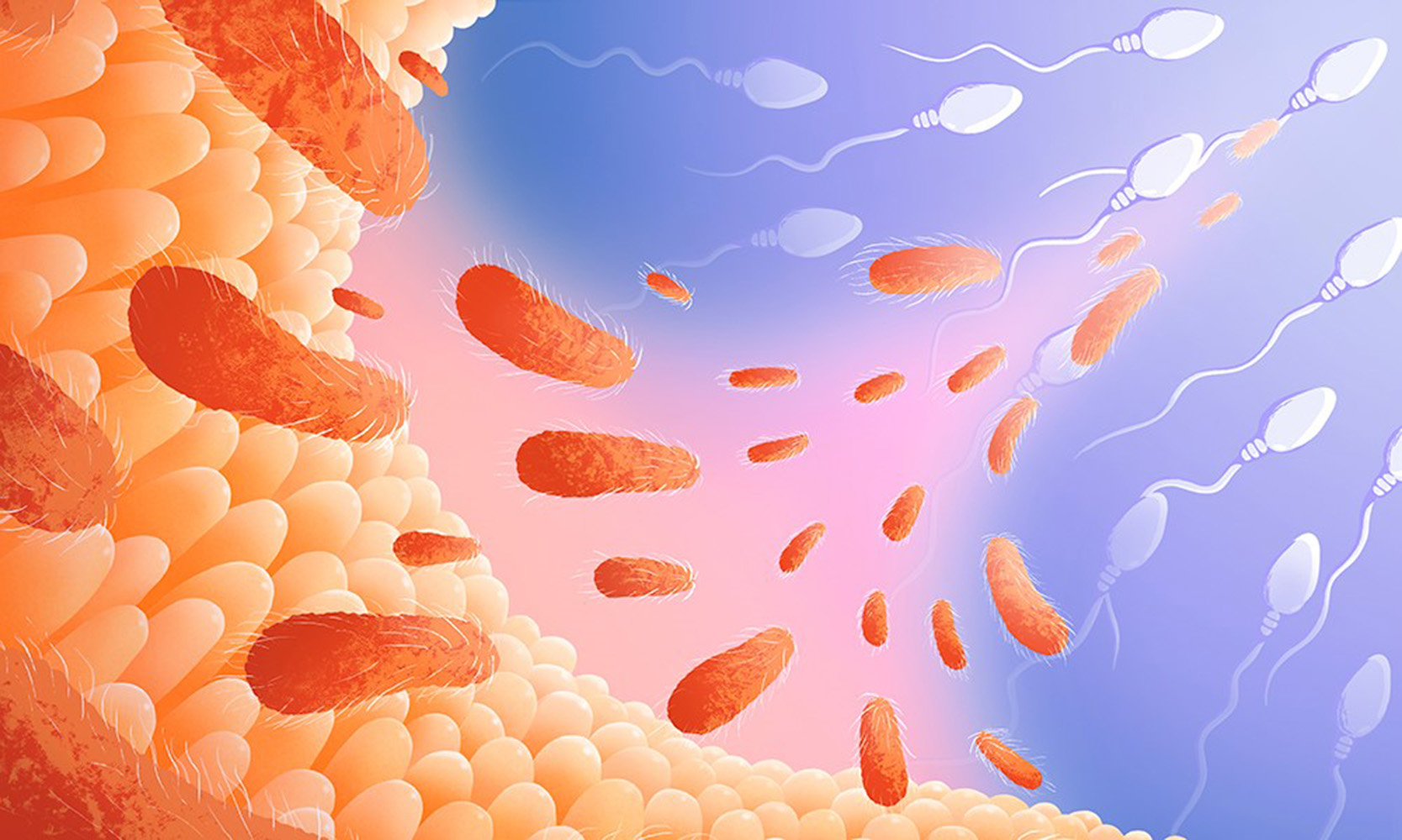 今回明らかになった、父系の腸–生殖細胞系列軸のイメージ画像。