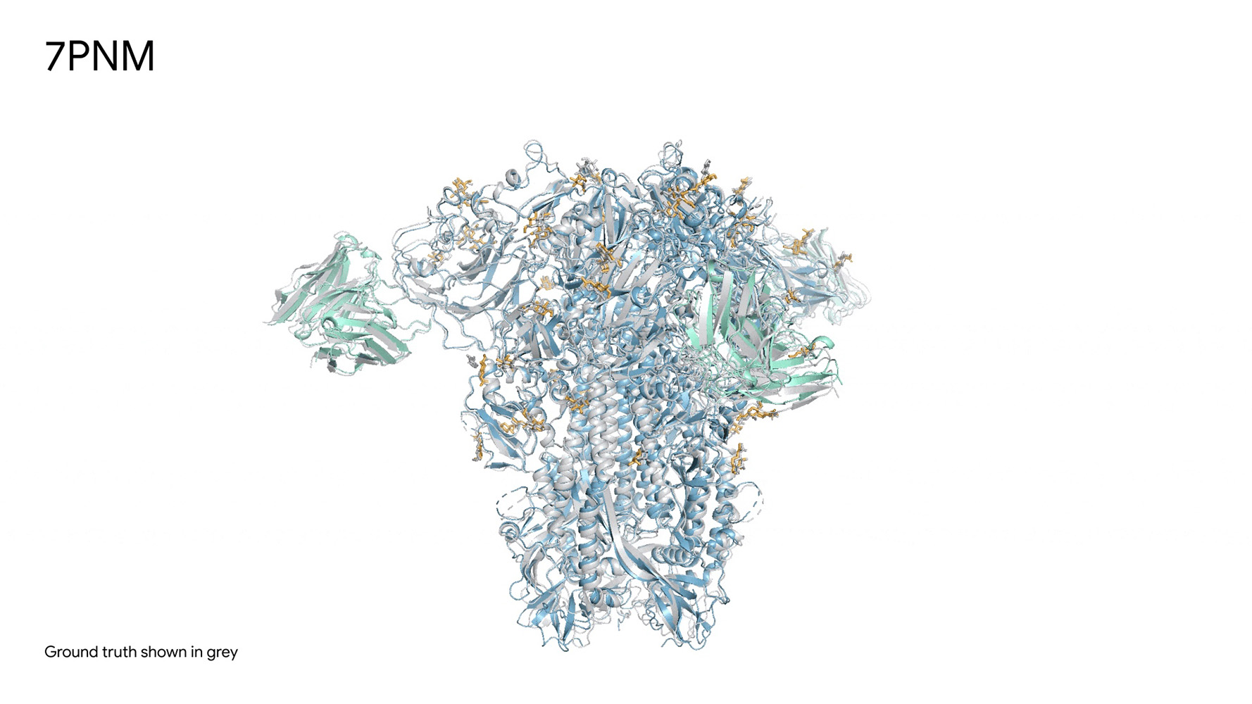 AlphaFold3により予測した、中和抗体46C12のFabと複合体を形成したコロナウイルスOC43のスパイクタンパク質の構造。