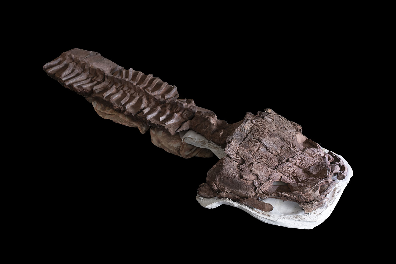 <i>Gaiasia jennyae</i>の骨格標本。