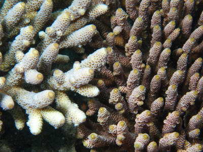 coral natural marinho estrutura de coral do mar seco 17090342 Foto