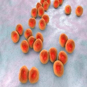 مجموعة بكتيرية تضم جنس فييلونيلا Veillonella (ملونة باستخدام الحاسب الآلي) تَبين أن لها علاقة بانخفاض نسبة الاستفادة من علاج مناعي للسرطان.