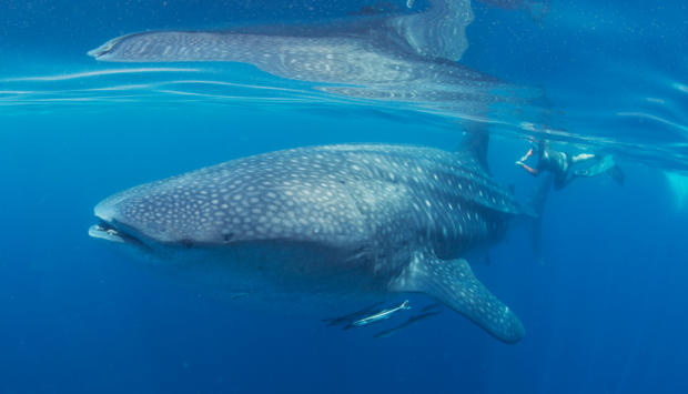 First estimate of whale shark population in the Gulf - News - Nature ...