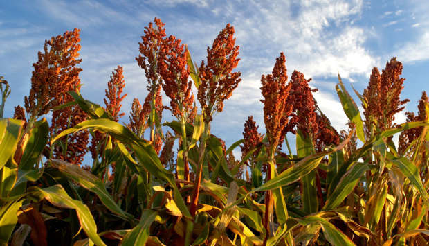 Taking A Peek Into Sorghum’s Evolutionary History - News - Nature 