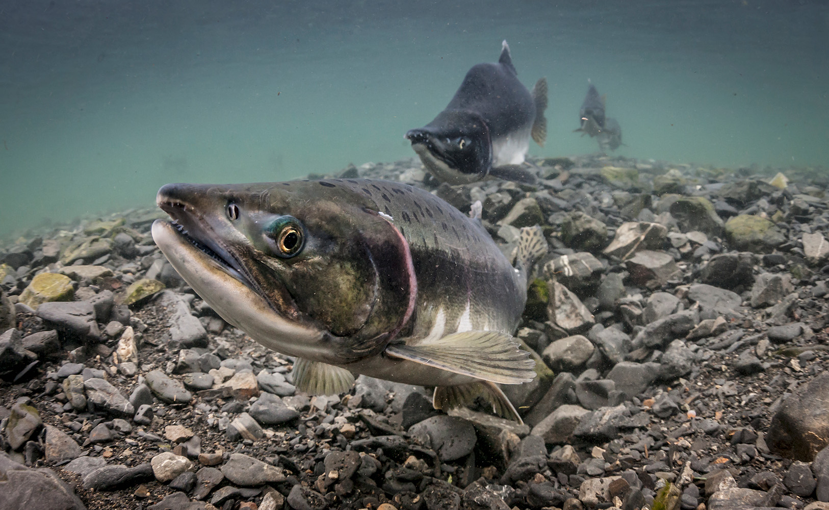 アラスカの川を遡上するカラフトマス（<i>Oncorhynchus gorbuscha</i>）。