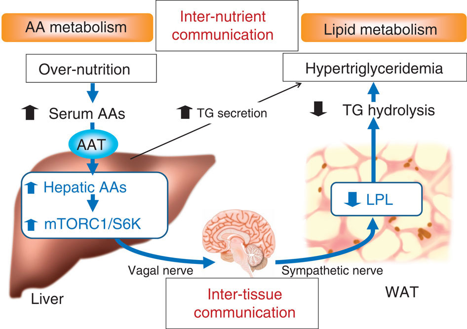 肝臓でのアミノ酸/mTOR/S6K依存的シグナル伝達経路は神経シグナルを介して全身での脂質代謝を調節する