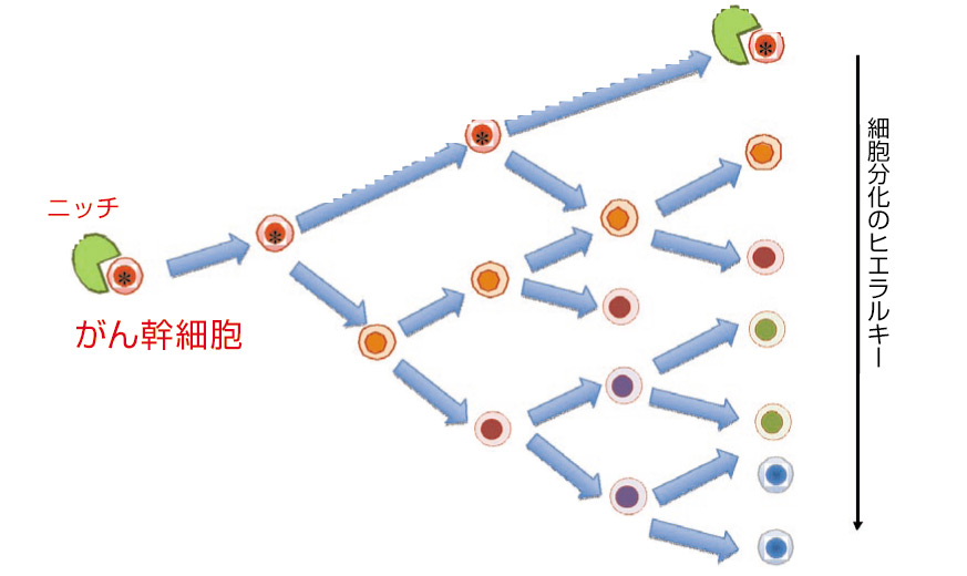 がんの発生 増殖 転移を探る がんの正体はどこまでわかったか 特集記事 Nature Careers Nature Portfolio