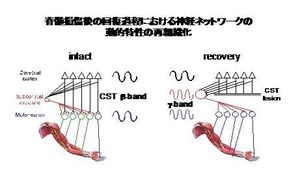 脊髄損傷後の機能回復のメカニズムを探る 特集記事 Nature Careers Nature Portfolio