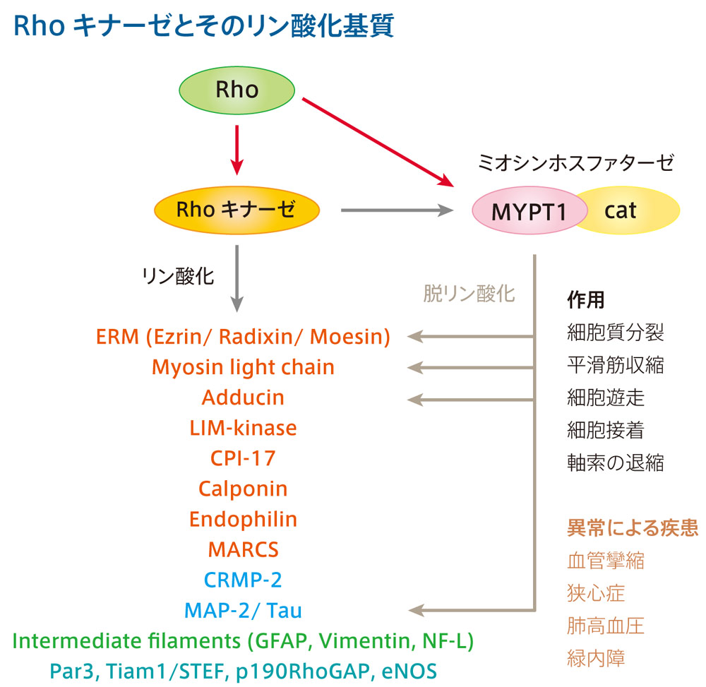 リン酸化反応を多角的に解析し、シグナル伝達系の全貌に迫る！ | Nature ダイジェスト | Nature Portfolio