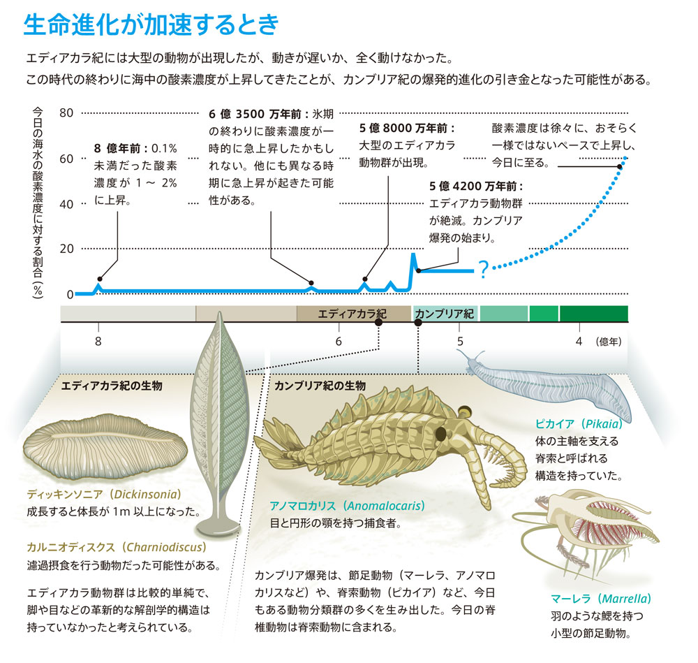 カンブリア爆発の「火種」 | Nature ダイジェスト | Nature Portfolio