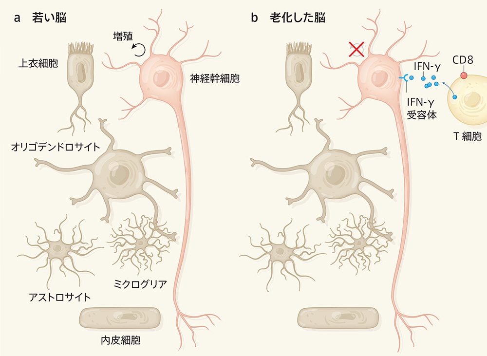 老化した脳ではT細胞が神経幹細胞を抑制 | Nature ダイジェスト 