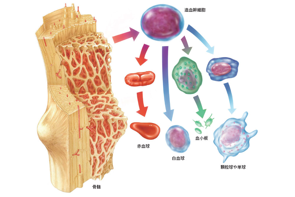 骨髄造血幹細胞