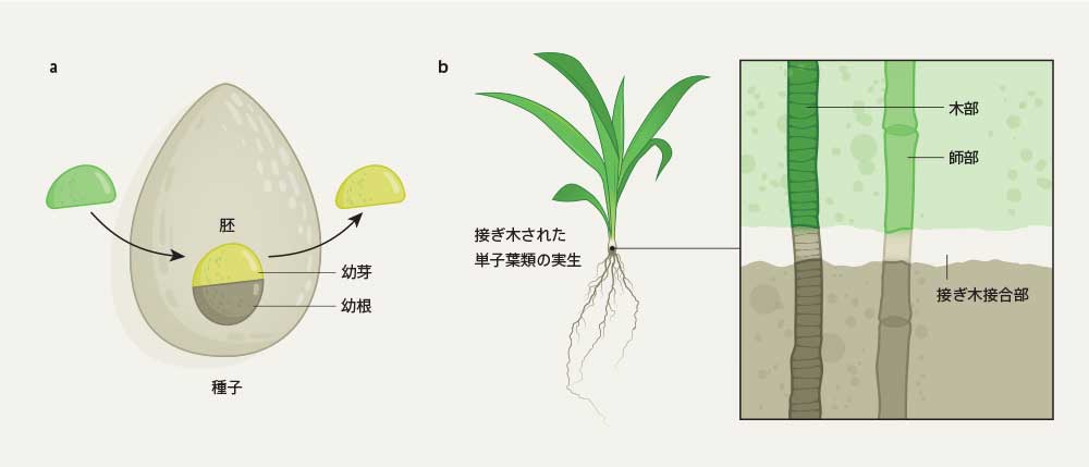 双子葉植物と単子葉植物の根