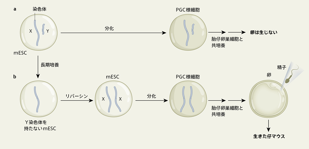 培養で起こる染色体異常を利用して、雄マウス細胞から卵を作製