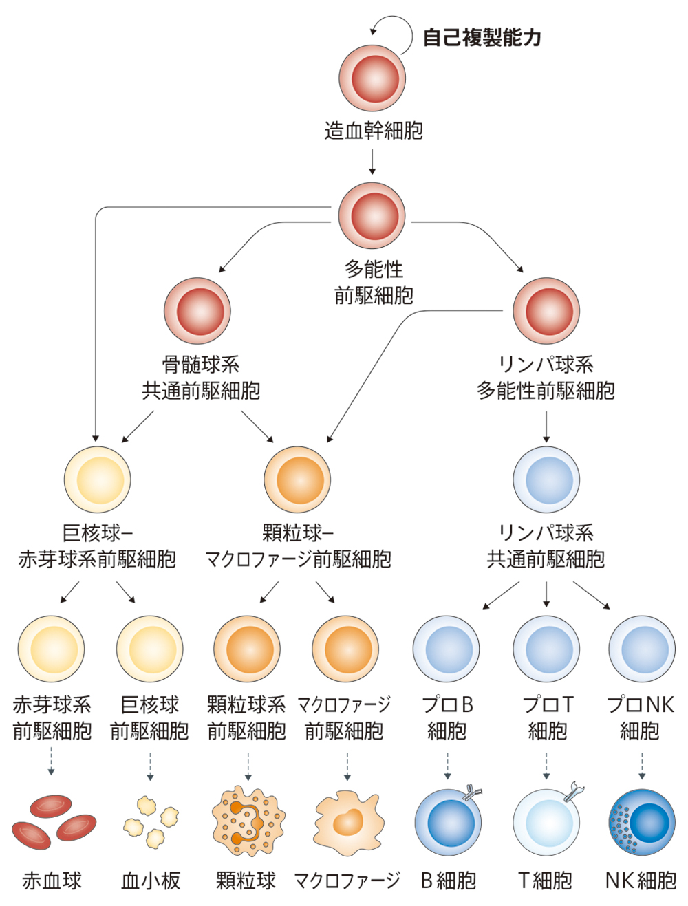 当社の出品一覧はこちら↓血液幹細胞の運命 (実験医学バイオサイエンス) 須田 年生